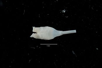 Media type: image;   Malacology 169913 Description: Digital documentation photo of preserved specimen.;